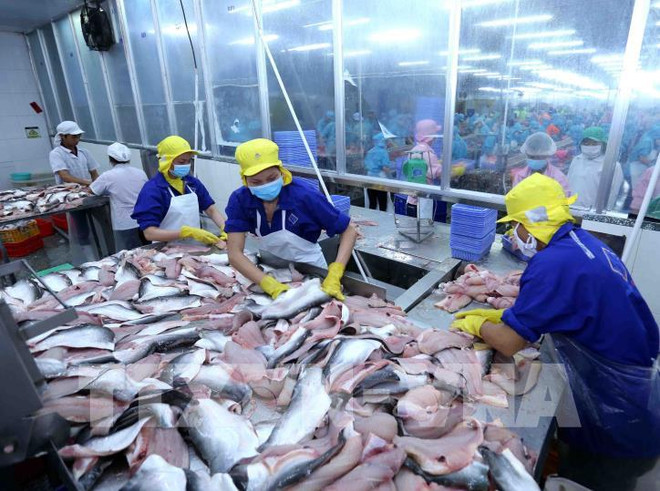 2024年第一季度越南对阿联酋的查鱼出口总额同比增长67% ảnh 1 2024年第一季度越南对阿联酋的查鱼出口总额同比增长67% ảnh 1