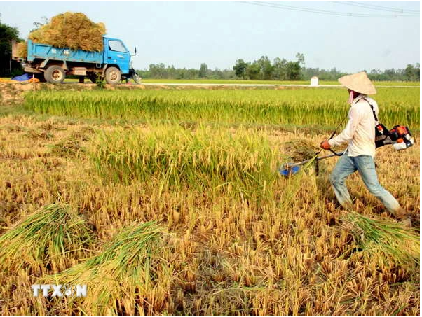 马来西亚在2025年东盟轮值主席国任期内优先解决粮食安全和气候变化问题 ảnh 1 马来西亚在2025年东盟轮值主席国任期内优先解决粮食安全和气候变化问题 ảnh 1