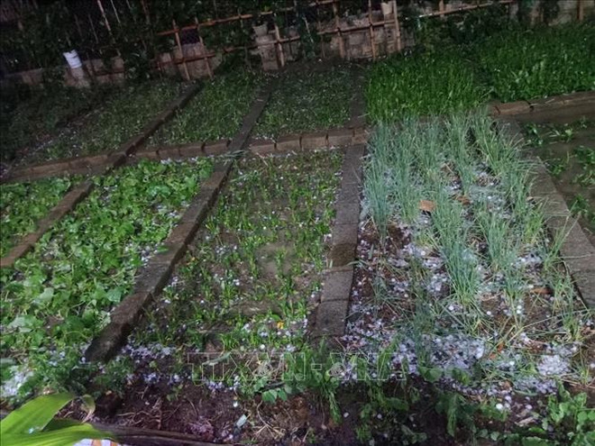 越南老街省遭冰雹来袭 ảnh 1