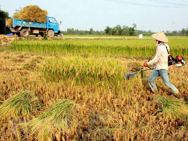 日本拟加大对东盟多领域的支持力度 ảnh 1