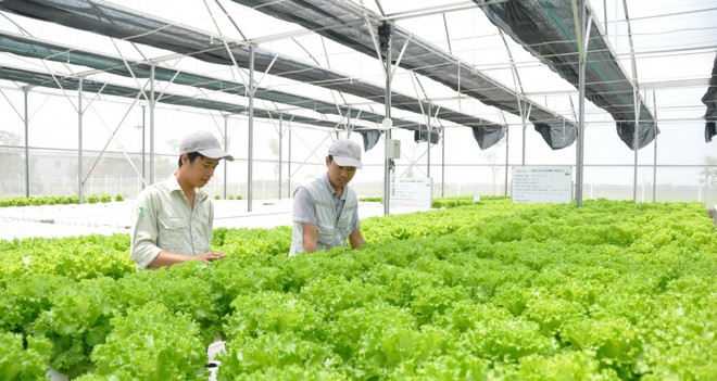 澳大利亚向越南农业创新项目提供援助 ảnh 1 澳大利亚向越南农业创新项目提供援助 ảnh 1