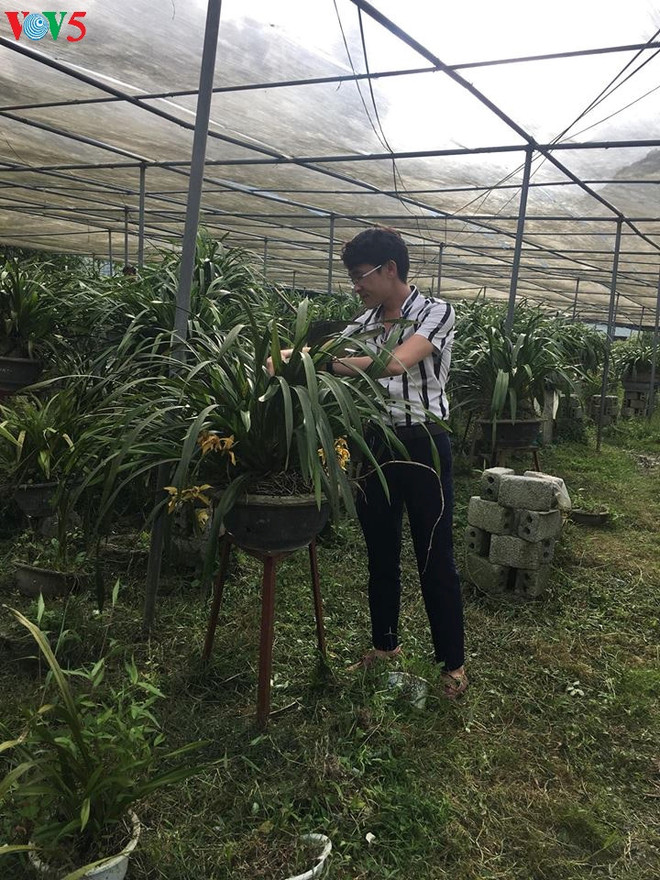 佐肥乡居民靠种植大花蕙兰脱了贫 ảnh 1 佐肥乡居民靠种植大花蕙兰脱了贫 ảnh 1