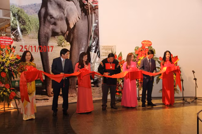  “西原大象”展亮相首都河内 ảnh 1