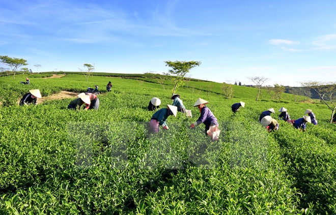 越南对巴基斯坦茶叶出口额达逾3900万美元 ảnh 1 越南对巴基斯坦茶叶出口额达逾3900万美元 ảnh 1