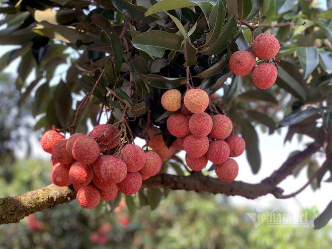 日本永旺总裁高度评价越南荔枝的质量 ảnh 2 日本永旺总裁高度评价越南荔枝的质量 ảnh 2