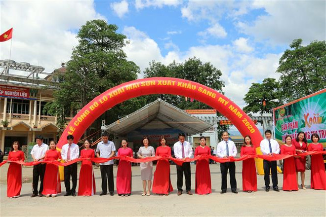 山萝省向美国市场出口30吨芒果 ảnh 1