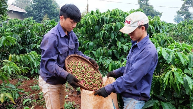 升级越南咖啡品牌 ảnh 1