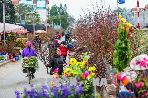 2020年河内迎春花市即将开市 50多个赏花点等你来赏购 ảnh 1 2020年河内迎春花市即将开市 50多个赏花点等你来赏购 ảnh 1