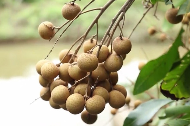 注重提高质量 让周城龙眼品牌走得更远 ảnh 1