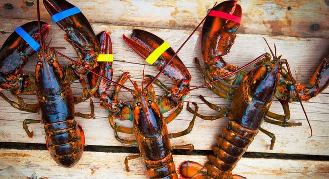 美国海产品在越南寻找销路 ảnh 1