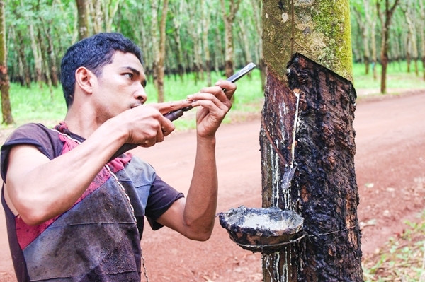 1-8月柬埔寨橡胶出口量增长21% ảnh 1