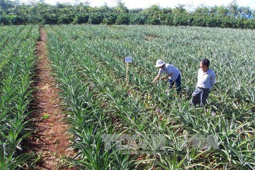 嘉莱省促进农业可持续发展 提高经济效益 ảnh 1 嘉莱省促进农业可持续发展 提高经济效益 ảnh 1