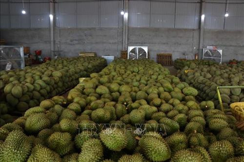 越南在澳大利亚市场推介榴莲品牌 ảnh 1 越南在澳大利亚市场推介榴莲品牌 ảnh 1