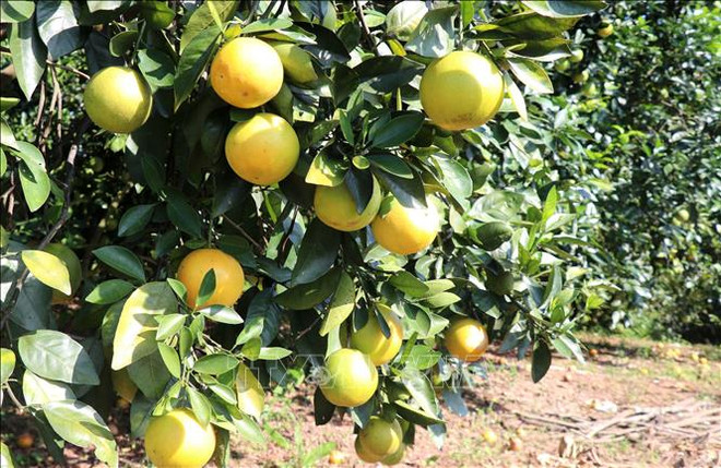 广治省有机橙子种植模式带动农民脱贫致富 ảnh 1