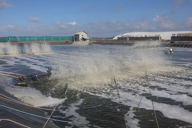 金瓯省着力发展环境友好型的超集约式养虾 ảnh 1