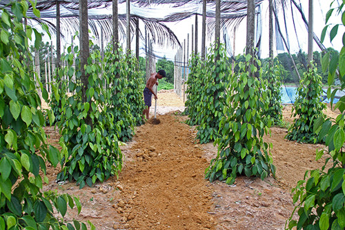 越南富国岛——蓝天碧海、阳光沙滩 ảnh 10