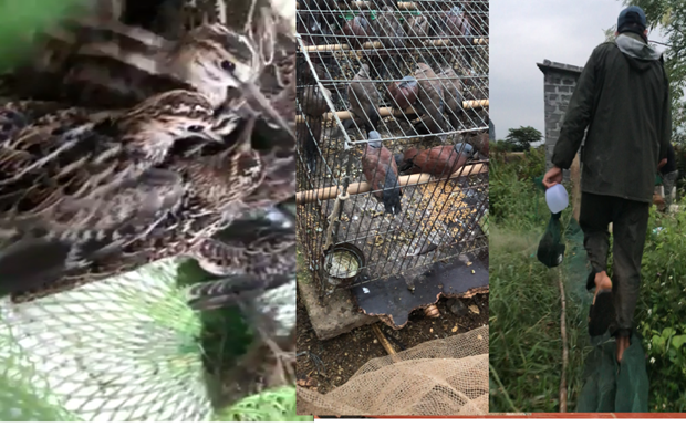 坚决防止候鸟毁灭性猎捕行为 切实维护生物多样性 ảnh 2 坚决防止候鸟毁灭性猎捕行为 切实维护生物多样性 ảnh 2
