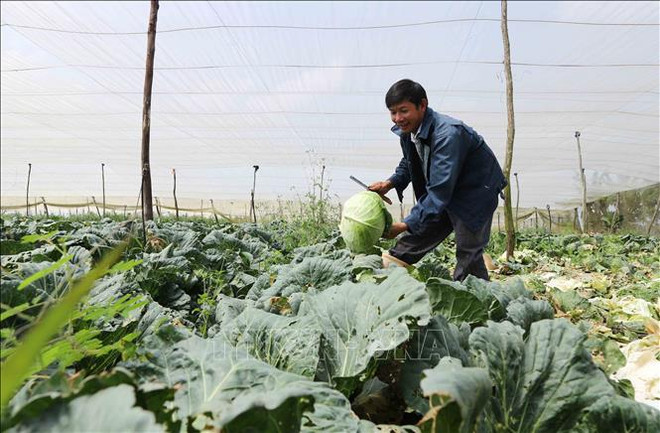 林同省在春节期间向市场提供近80万吨蔬菜 ảnh 1