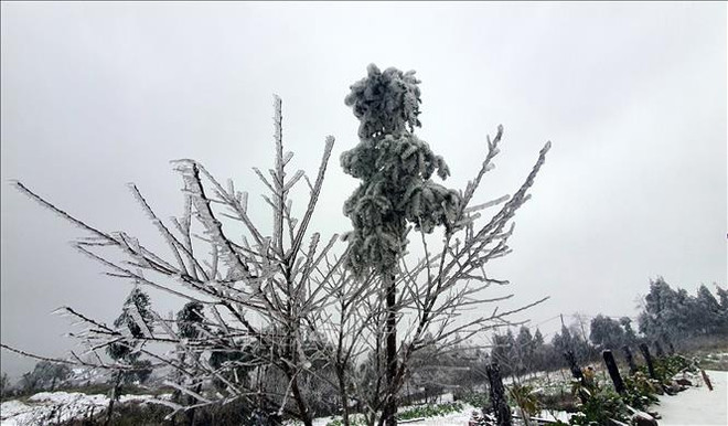 老街省出现雨雪天气 ảnh 1 老街省出现雨雪天气 ảnh 1