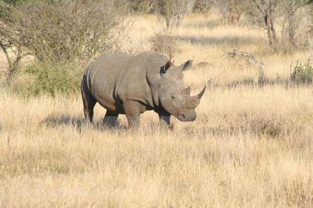 越南播放《明天,我会长大》短片 呼吁制止犀牛偷猎 ảnh 1 越南播放《明天,我会长大》短片 呼吁制止犀牛偷猎 ảnh 1