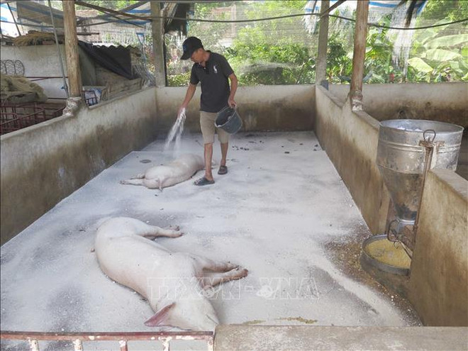 越南自产非洲猪瘟疫苗将于2021年第三季度亮相 ảnh 1