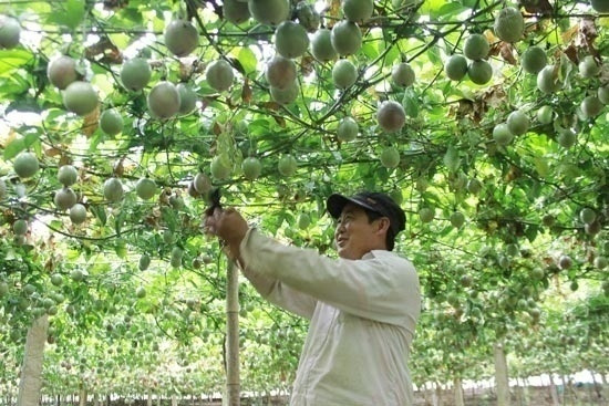 越南首批百香果出口至欧盟市场 ảnh 1 越南首批百香果出口至欧盟市场 ảnh 1