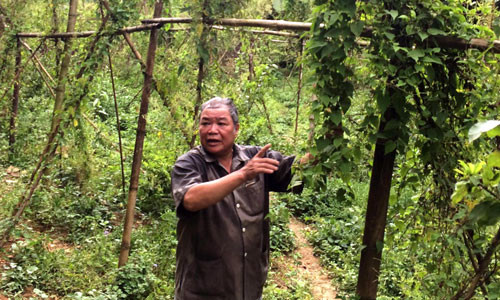 北𣴓省加大科技投入力度 努力保护药材物种 ảnh 1 北𣴓省加大科技投入力度 努力保护药材物种 ảnh 1