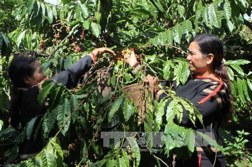 越南西原地区经济社会保持增长势头 ảnh 1 越南西原地区经济社会保持增长势头 ảnh 1