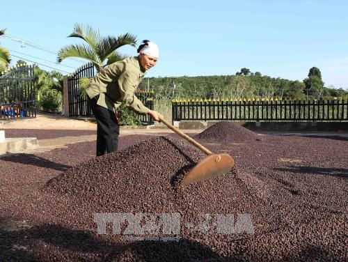 西原地区各省努力确保出口咖啡豆质量 ảnh 2