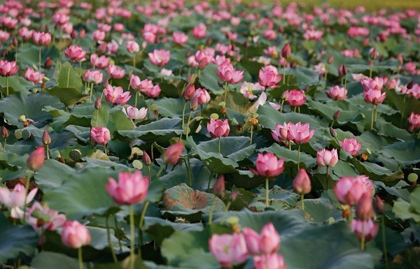 承天顺化省努力保护荷花种子 推动荷花种植业可持续发展 ảnh 1