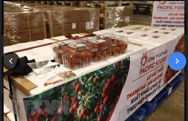 越南荔枝征服欧盟市场 ảnh 2