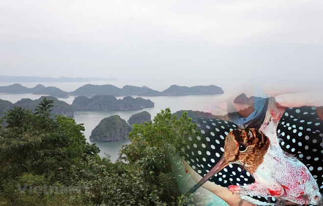 越南力争实现生态系统恢复的目标 ảnh 1