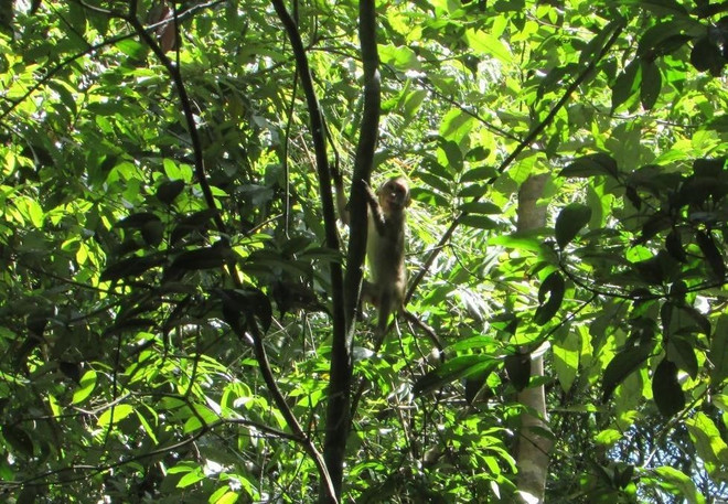 平福省布亚摩国家公园把4只稀有动物放回大自然 ảnh 1 平福省布亚摩国家公园把4只稀有动物放回大自然 ảnh 1