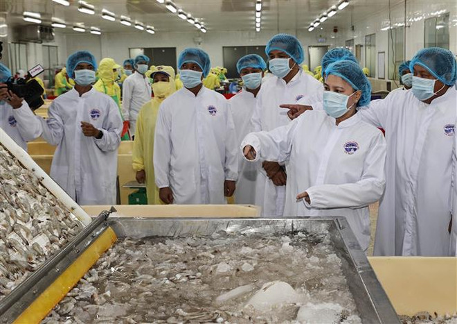 越南国会主席阮氏金银视察金瓯省 ảnh 3 越南国会主席阮氏金银视察金瓯省 ảnh 3