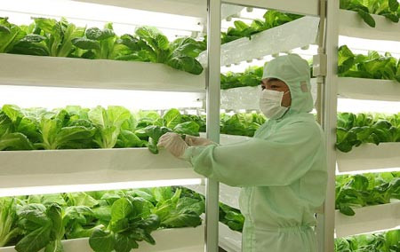  越南着力推动高科技农业强劲发展 ảnh 1