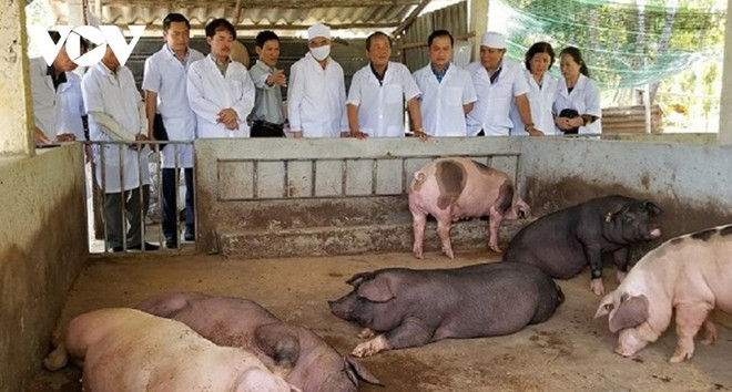 越南有机农产品销往全球180个国家 ảnh 1