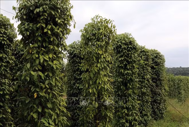 维护富国胡椒品牌 ảnh 1