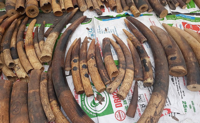 海防市海关总局发现并扣押1.4吨穿山甲鳞片和100公斤象牙 ảnh 1