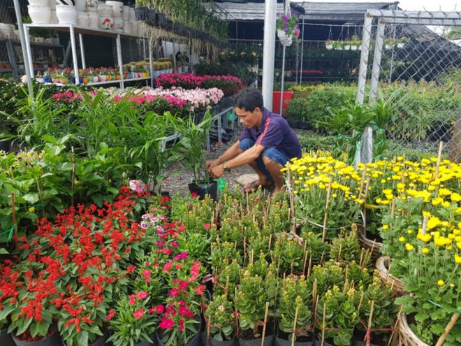 同塔省沙沥村独特花卉盆景吸引游客青睐 ảnh 3