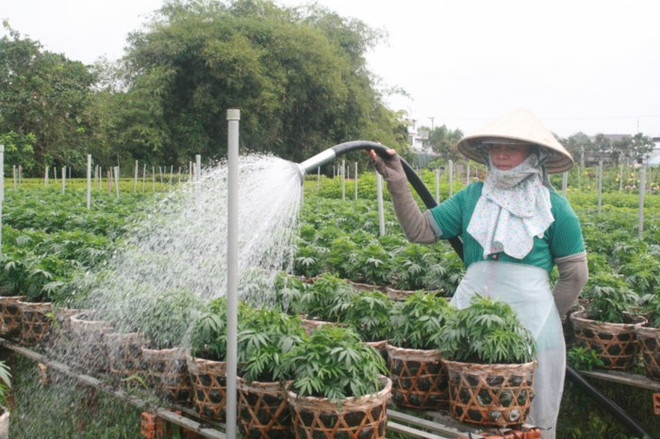 同塔省沙沥村独特花卉盆景吸引游客青睐 ảnh 2