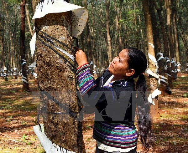 越南橡胶产量与出口量位居世界第三 ảnh 1 越南橡胶产量与出口量位居世界第三 ảnh 1