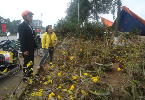 北宁省花卉市场春意浓 ảnh 1