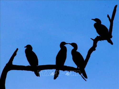 努力保护金瓯市内独特的人工飞鸟公园 ảnh 3 努力保护金瓯市内独特的人工飞鸟公园 ảnh 3