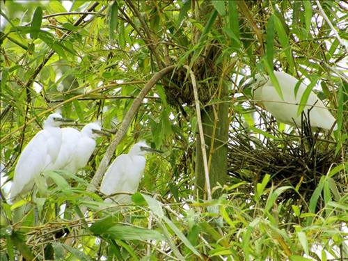 努力保护金瓯市内独特的人工飞鸟公园 ảnh 2 努力保护金瓯市内独特的人工飞鸟公园 ảnh 2