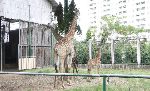 长颈鹿宝宝在西贡草禽园诞生 ảnh 1 长颈鹿宝宝在西贡草禽园诞生 ảnh 1