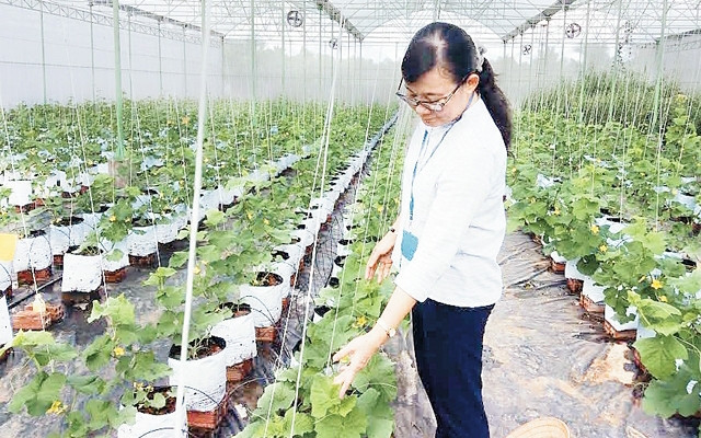 鼓励企业投资发展农业 ảnh 1 鼓励企业投资发展农业 ảnh 1