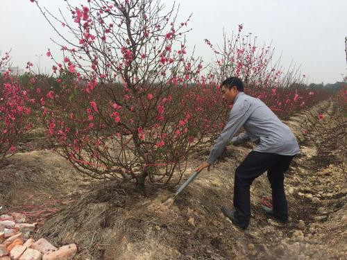 河内花农担忧:开得正艳的桃花"撑不到"春节 ảnh 1 河内花农担忧:开得正艳的桃花"撑不到"春节 ảnh 1