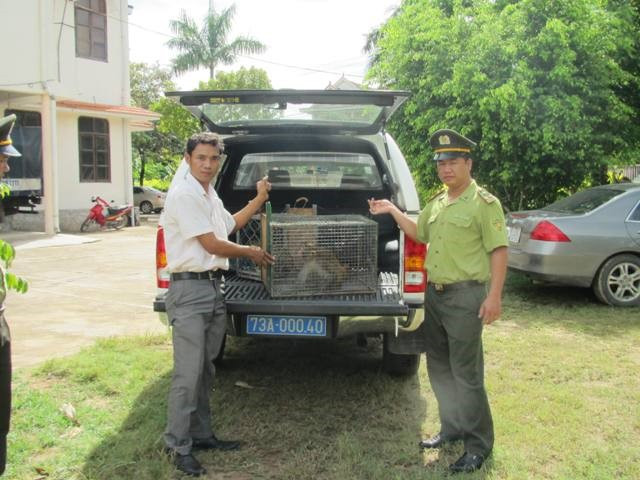 广平省两只珍稀普通猕猴获救护 ảnh 1