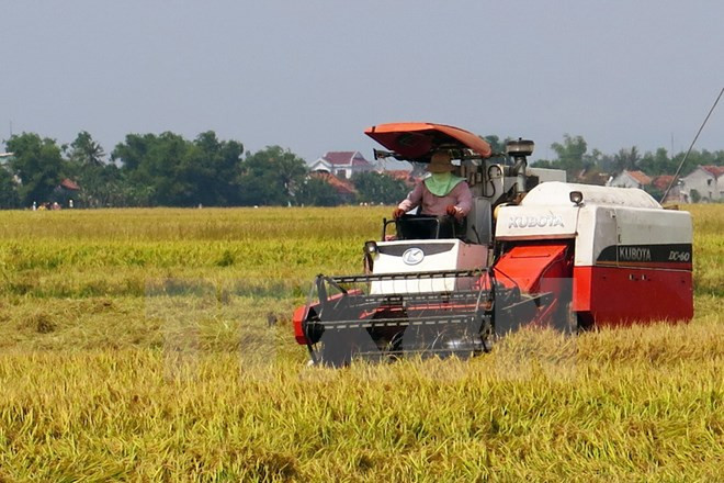 第二届东南亚地区稻米未来论谈在胡志明市举行 ảnh 1 第二届东南亚地区稻米未来论谈在胡志明市举行 ảnh 1