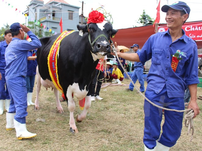2015年越南木州奶牛选美大赛五岁奶牛夺冠 ảnh 1 2015年越南木州奶牛选美大赛五岁奶牛夺冠 ảnh 1